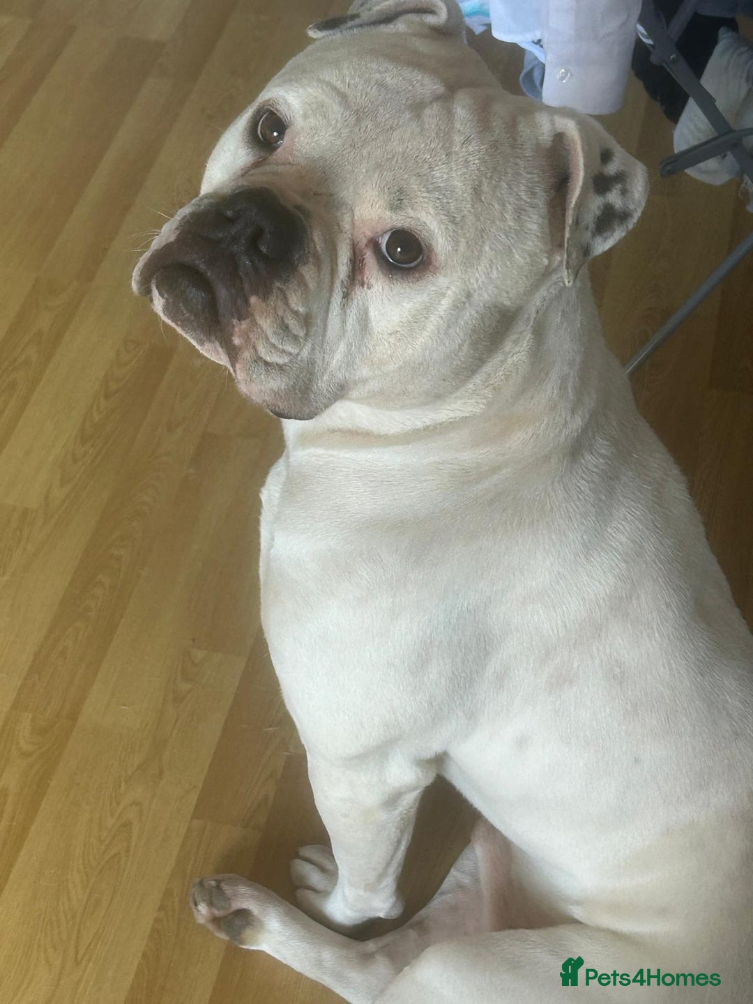 American Bulldog dogs for sale: Meet Blu Our American Bulldog - Image 4