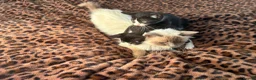 Mixed Breed cats for sale: Ragdoll cross Tiger Tabby kittens in Chichester - Advert 6