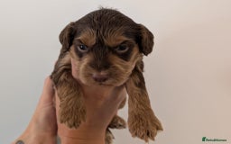 Cockapoo dogs for sale: Beautiful Cockapoo puppies 🐶 😍  - Image 3