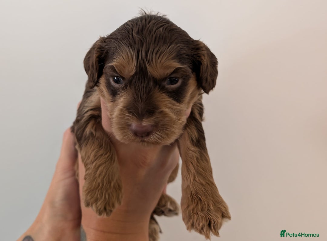 Cockapoo dogs for sale: Beautiful Cockapoo puppies 🐶 😍  - Image 3