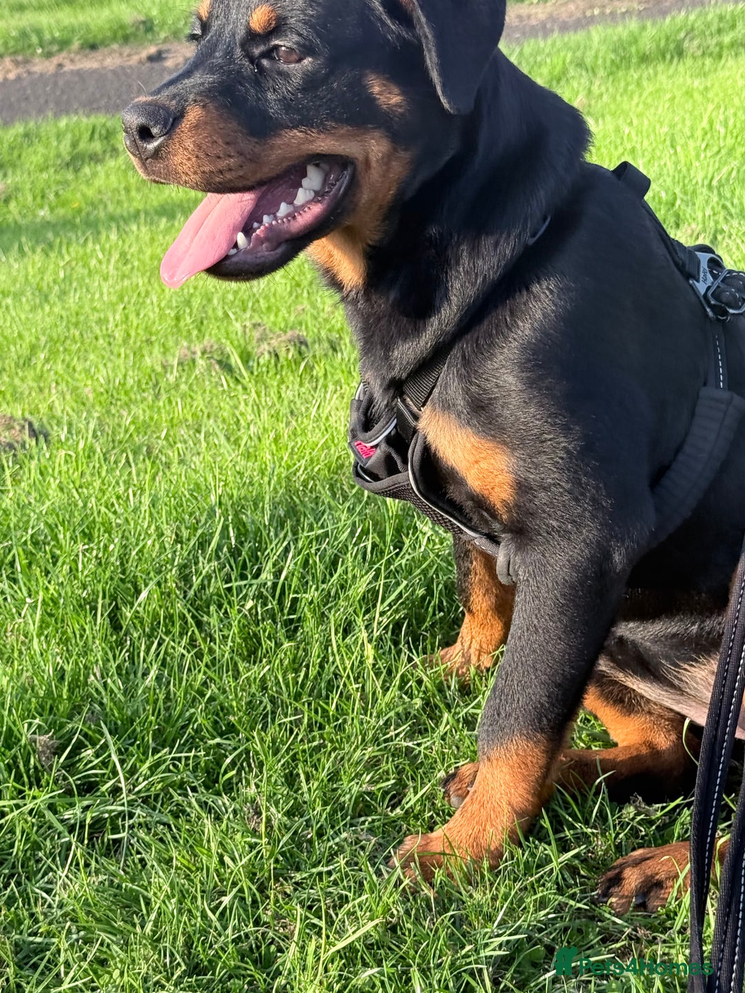 Rottweiler dogs for sale: Rottweiler Puppy - Image 2