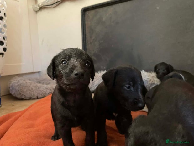 Mixed Breed dogs F1 Whippet x Bedlington terrier - 3 BOYS LEFT - Advert 12