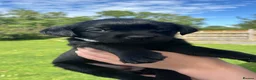 Labrador Retriever dogs for sale: 9 Black Labrador Retrievers   - Advert 12
