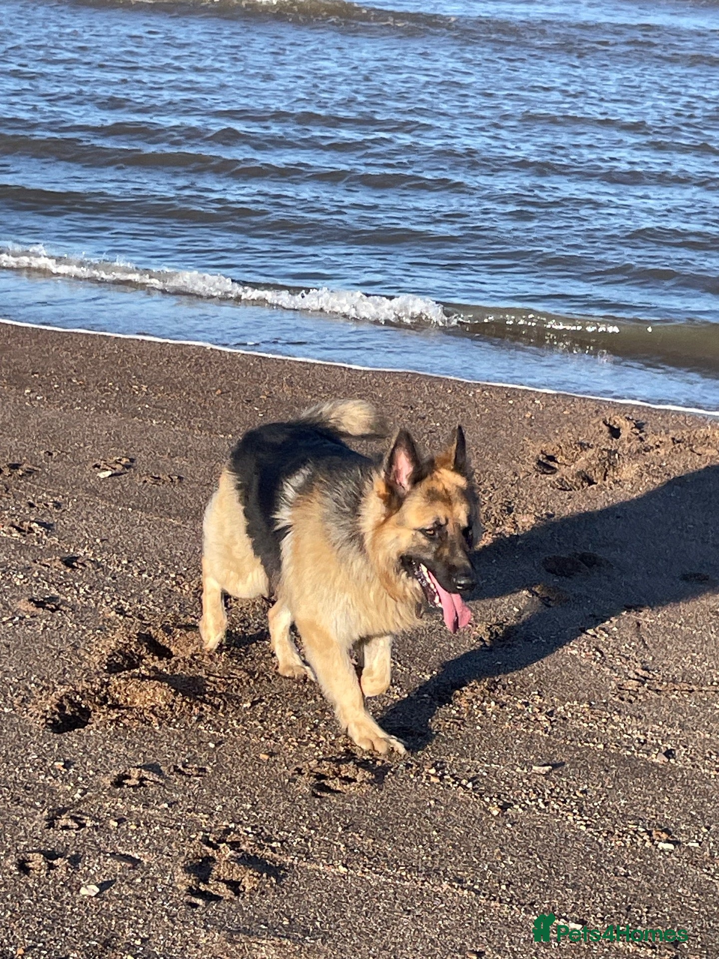 German Shepherd dogs Stunning big male German shepherd for stud  - Advert 22