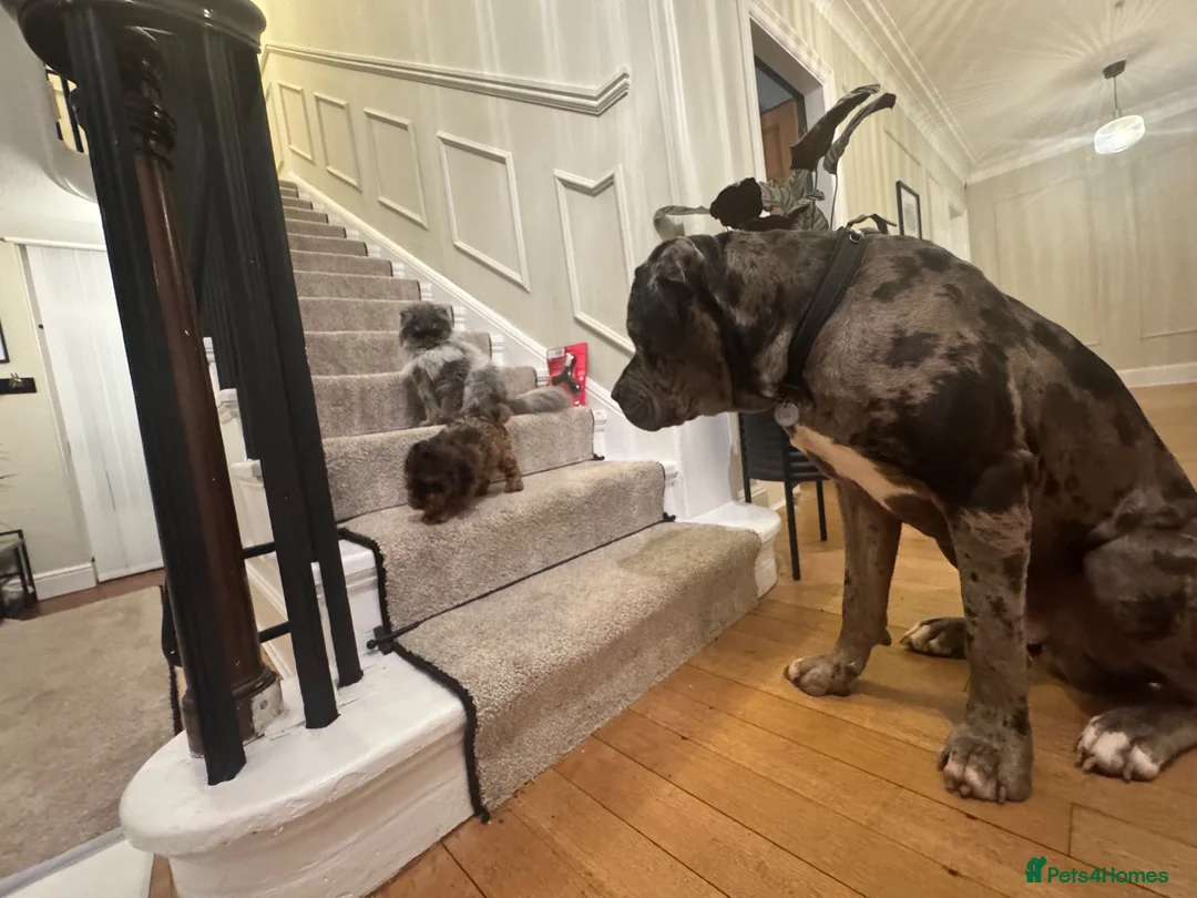 Mixed Breed dogs for stud: Big Beautiful Boy - Advert 7