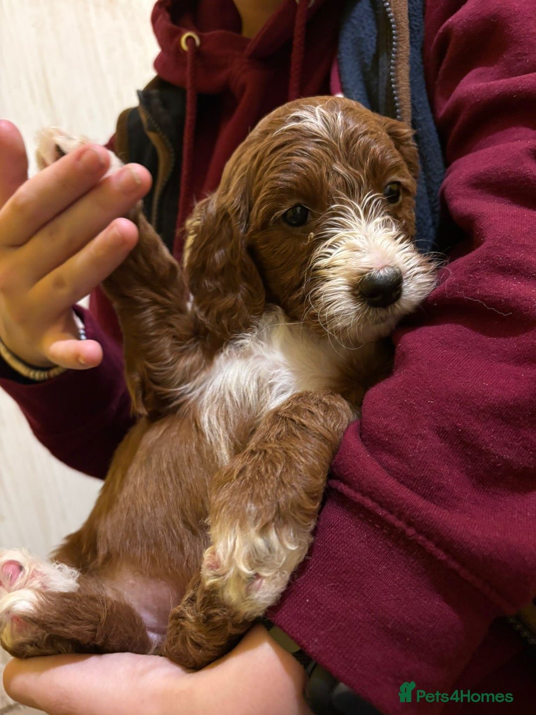 Irish Doodle dogs for sale: Irish red and white doodle puppies  - Image 12
