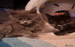 Maine Coon cats for sale: Gorgeous Maine Coon Kittens-Champion Bloodlines - Image 24