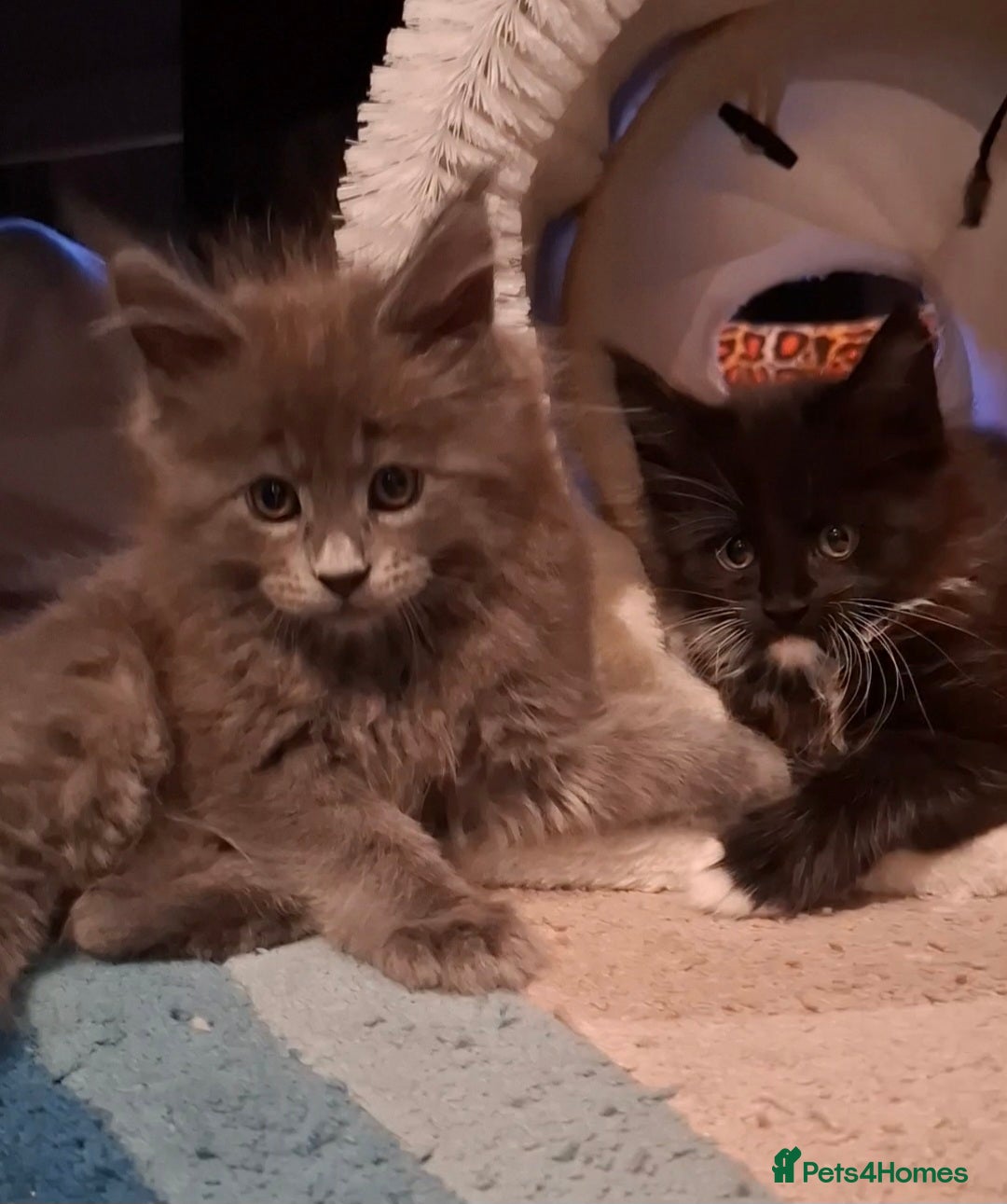 Maine Coon cats for sale: Gorgeous Maine Coon Kittens-Champion Bloodlines - Image 24