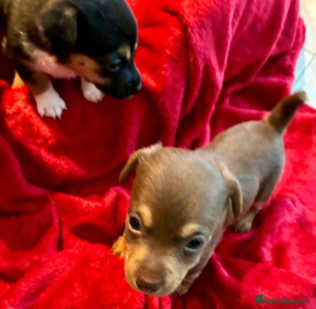 Jack Russell dogs for sale: Miniature Jack Russel Pups for sale - Advert 3