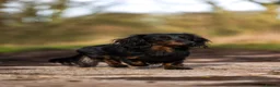 Miniature Dachshund dogs for sale: Super potential fantastic dachshund  in Ormskirk - Advert 12