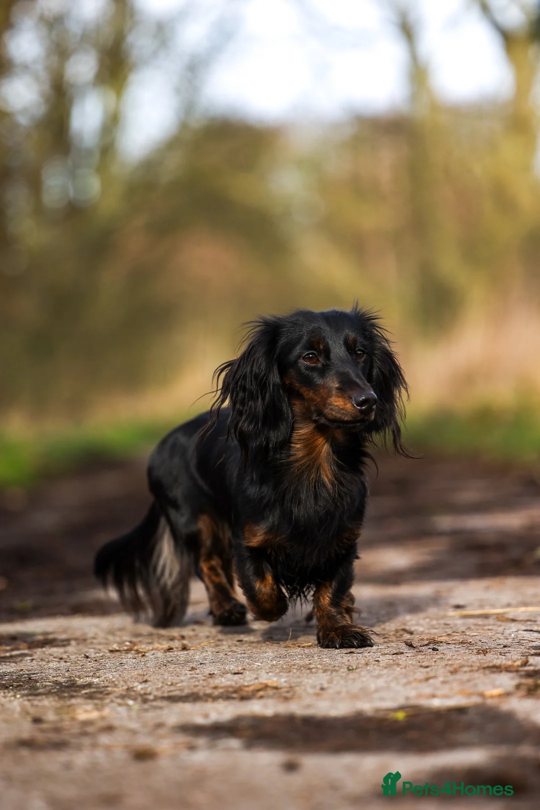 Miniature Dachshund dogs for sale: Super potential fantastic dachshund  in Ormskirk - Advert 12