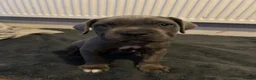 Cane Corso dogs for sale: 1 left 🐾🐶Cane Corso Mastiff Puppies for Sale  - Advert 5