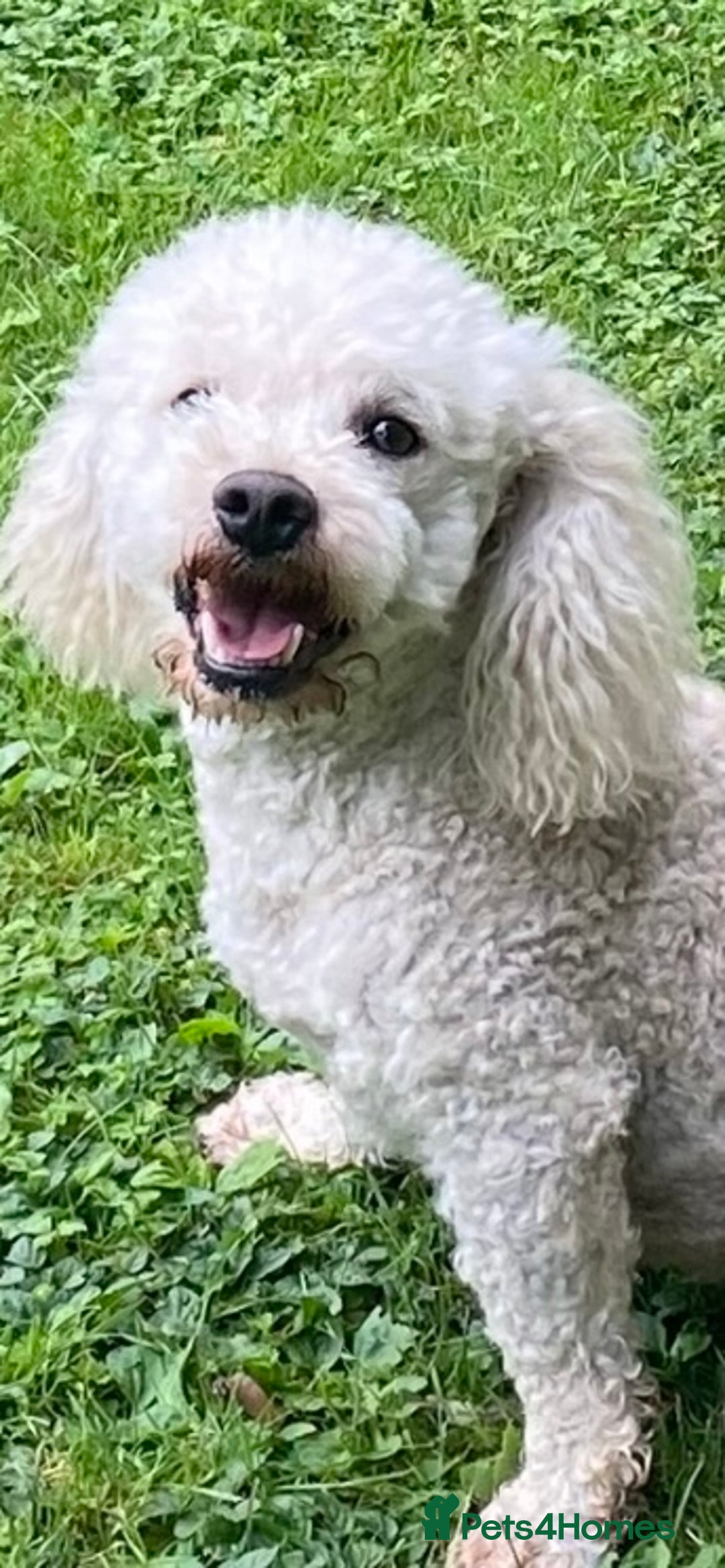 Cavachon dogs for sale: Honey , Cavashon puppy  - Image 5