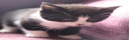 Mixed Breed cats for sale: Stunning part Siamese kittens ready now  - Advert 16