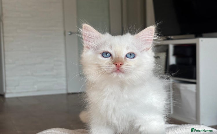 Ragdoll cats - Advert 12