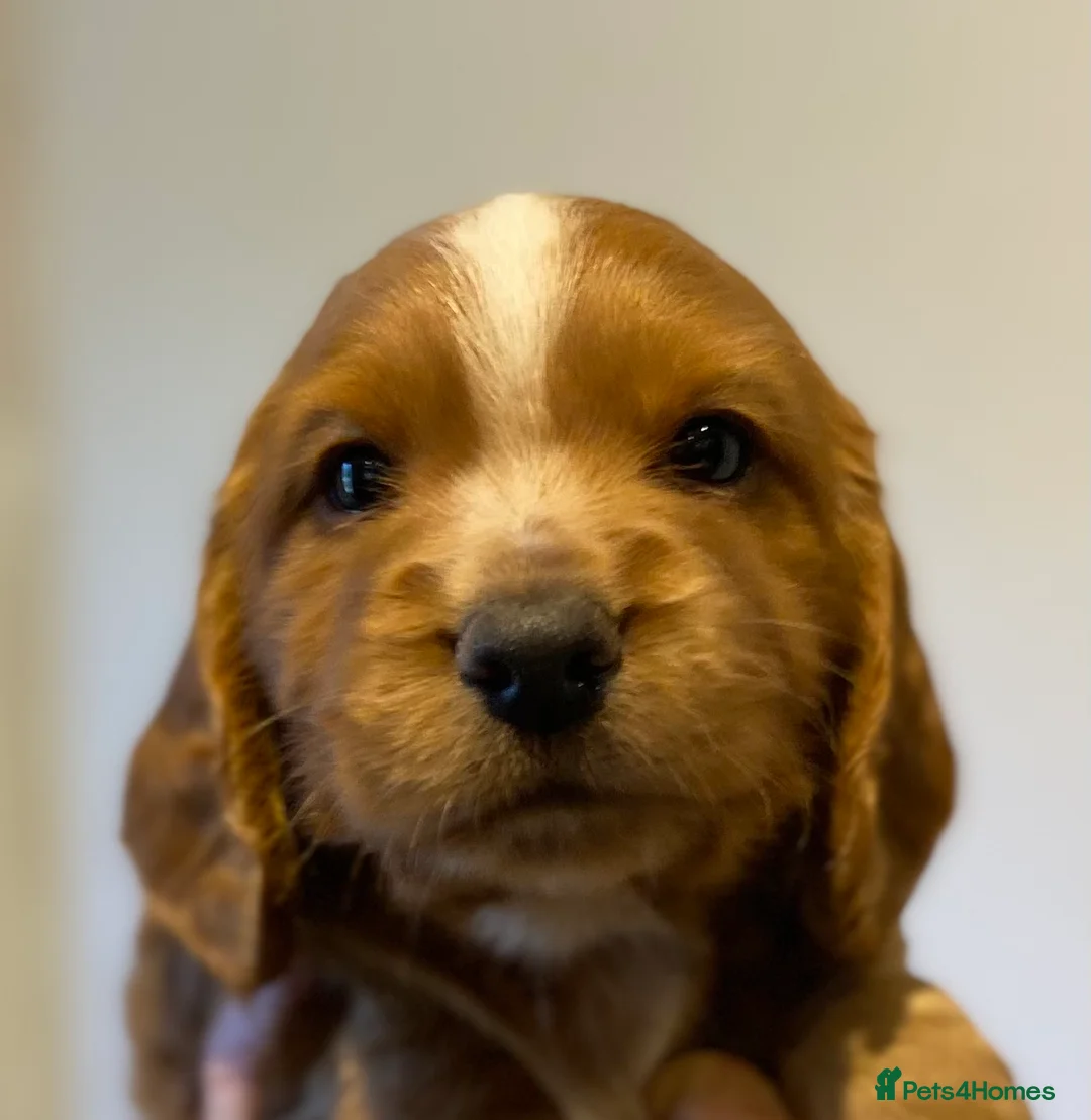 Cocker Spaniel dogs for sale: STUNNING WORKING COCKER SPANIEL PUPS  - Advert 20
