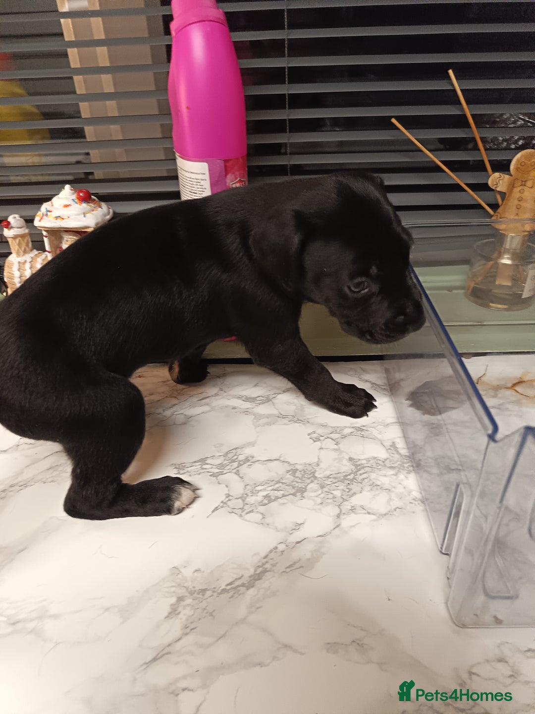 Mixed Breed dogs for sale: Cane Corso x saluki lurcher - Advert 5