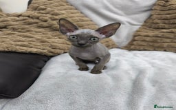 Sphynx cats for sale: Mixed sphynx kittens for sale  - Image 3
