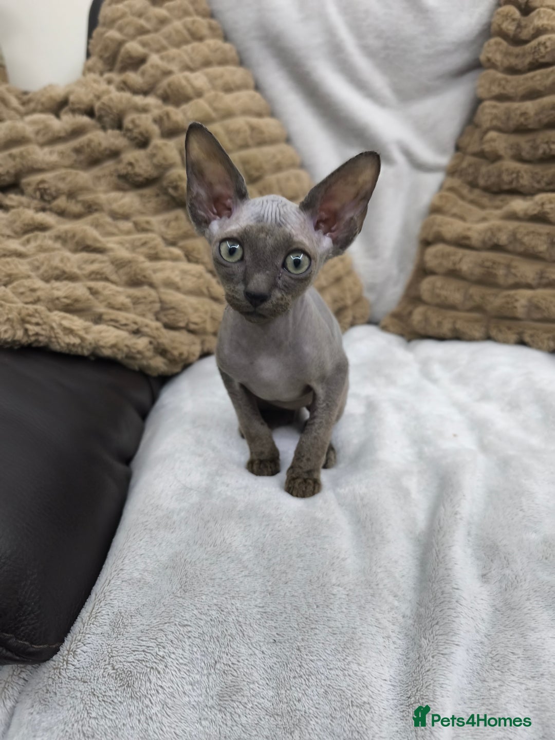 Sphynx cats for sale: Mixed sphynx kittens for sale  - Image 3