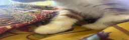 Domestic Shorthair cats for sale: 4 beautiful kittens in Loughborough - Advert 12