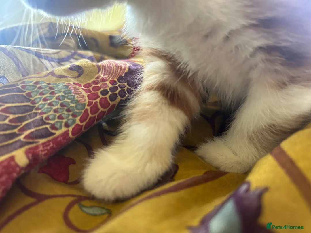 Domestic Shorthair cats for sale: 4 beautiful kittens in Loughborough - Advert 12