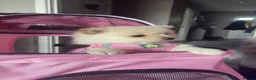 Pomeranian dogs for sale: For sale  - Advert 6