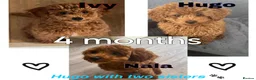 Toy Poodle dogs for stud: KC registered,RedToy poodle,for stud only🐾HUGO🐾  - Advert 14