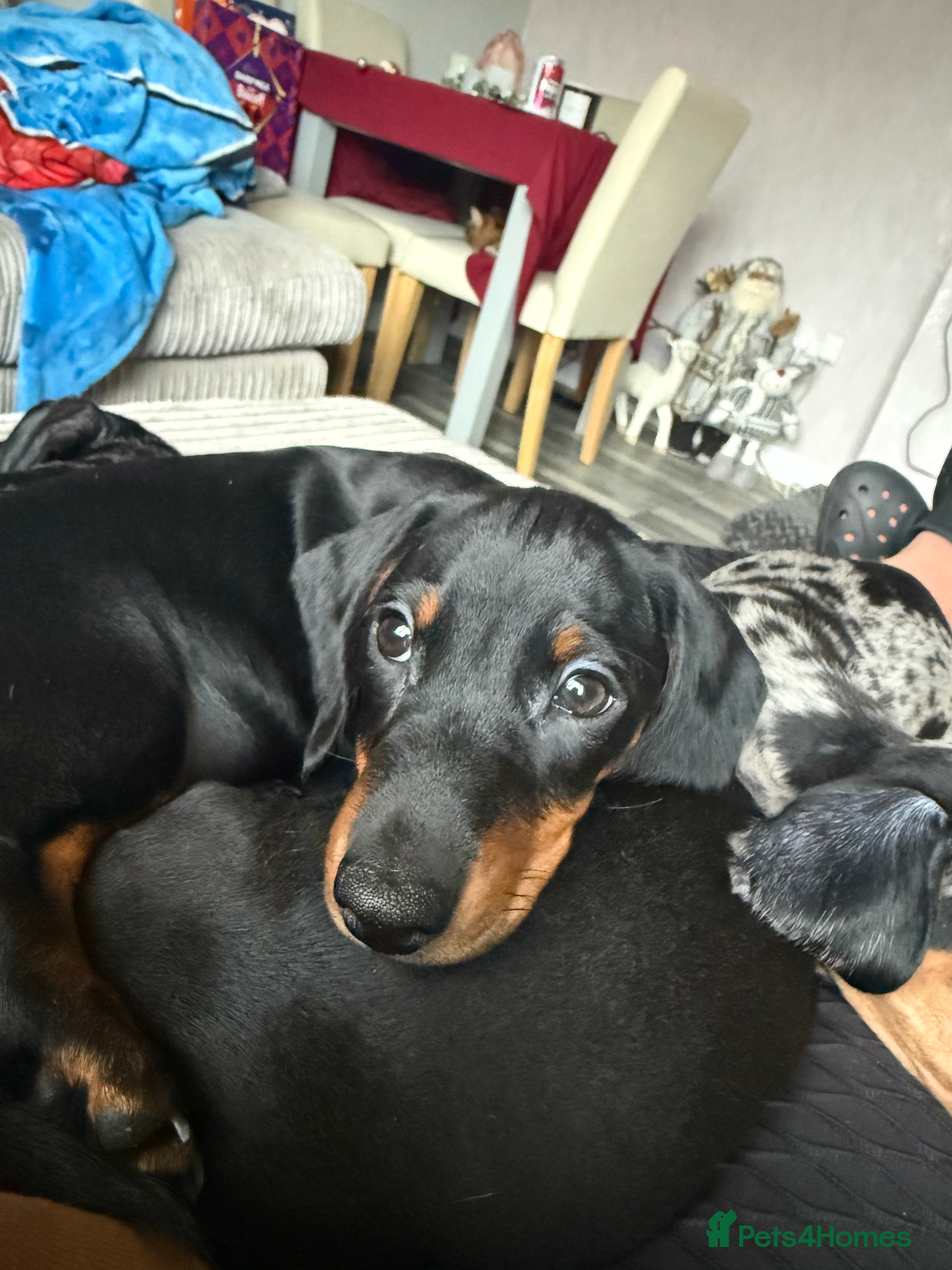 Dachshund dogs dachshund puppies LAST puppy left  - Advert 14