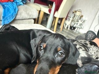 Dachshund dogs dachshund puppies LAST puppy left - Advert 1