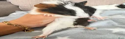 Guinea Pig rodents for sale: 4 baby boy guinea pigs - Advert 4
