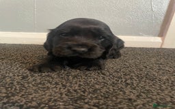 Cocker Spaniel dogs for sale: Cocker spaniel show type.  - Advert 2