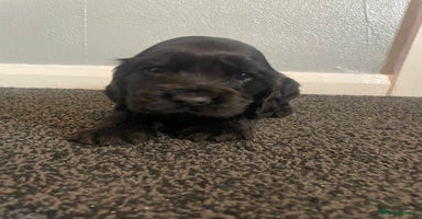 Cocker Spaniel dogs Cocker spaniel show type.  - Advert 3