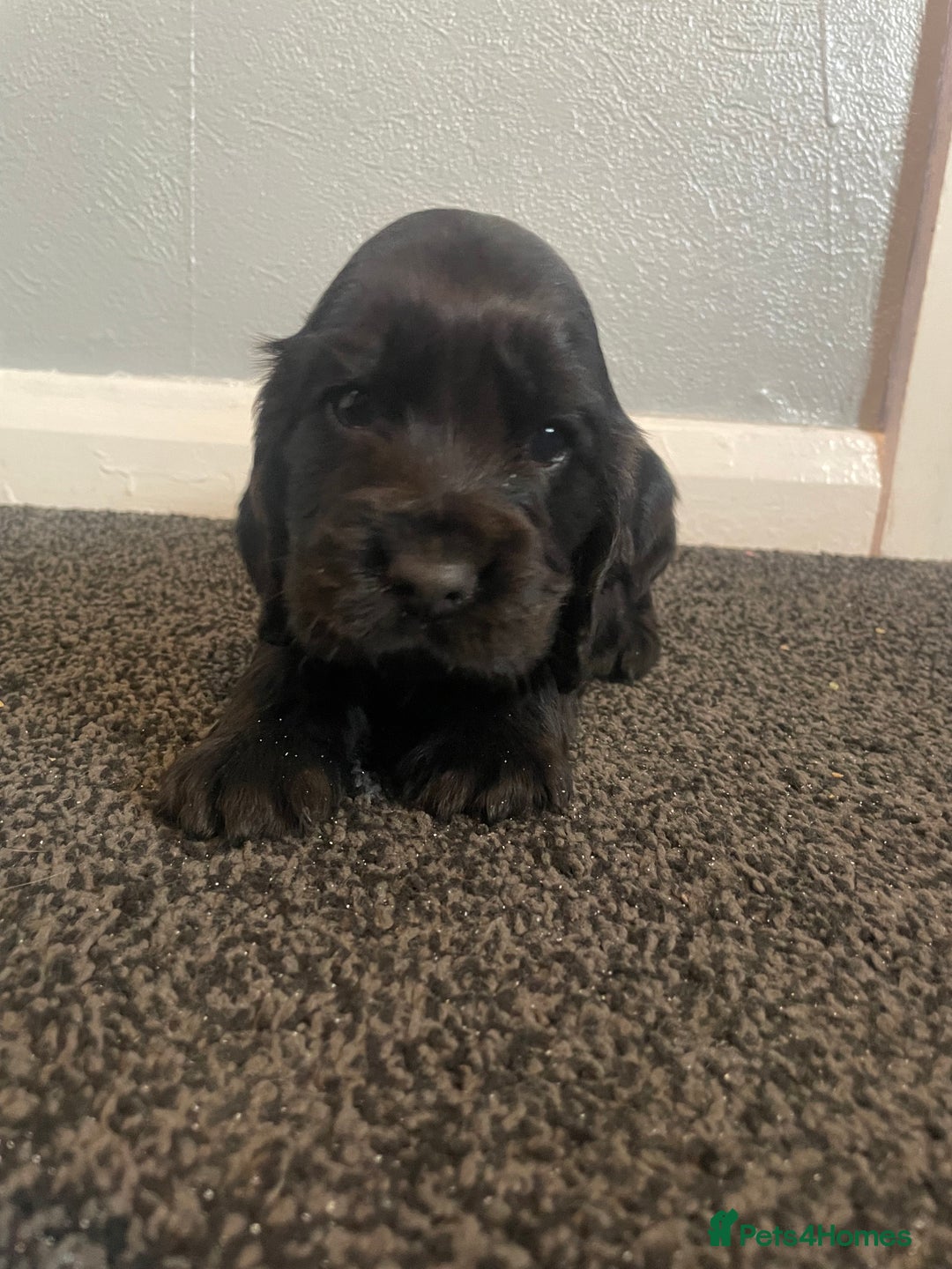 Cocker Spaniel dogs for sale: Cocker spaniel show type.  - Advert 2