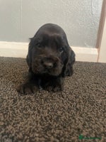 Cocker Spaniel dogs Cocker spaniel show type. - Advert 3