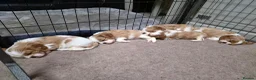 Cavalier King Charles Spaniel dogs for sale: Cavalier King Charles Spaniel  - Advert 12