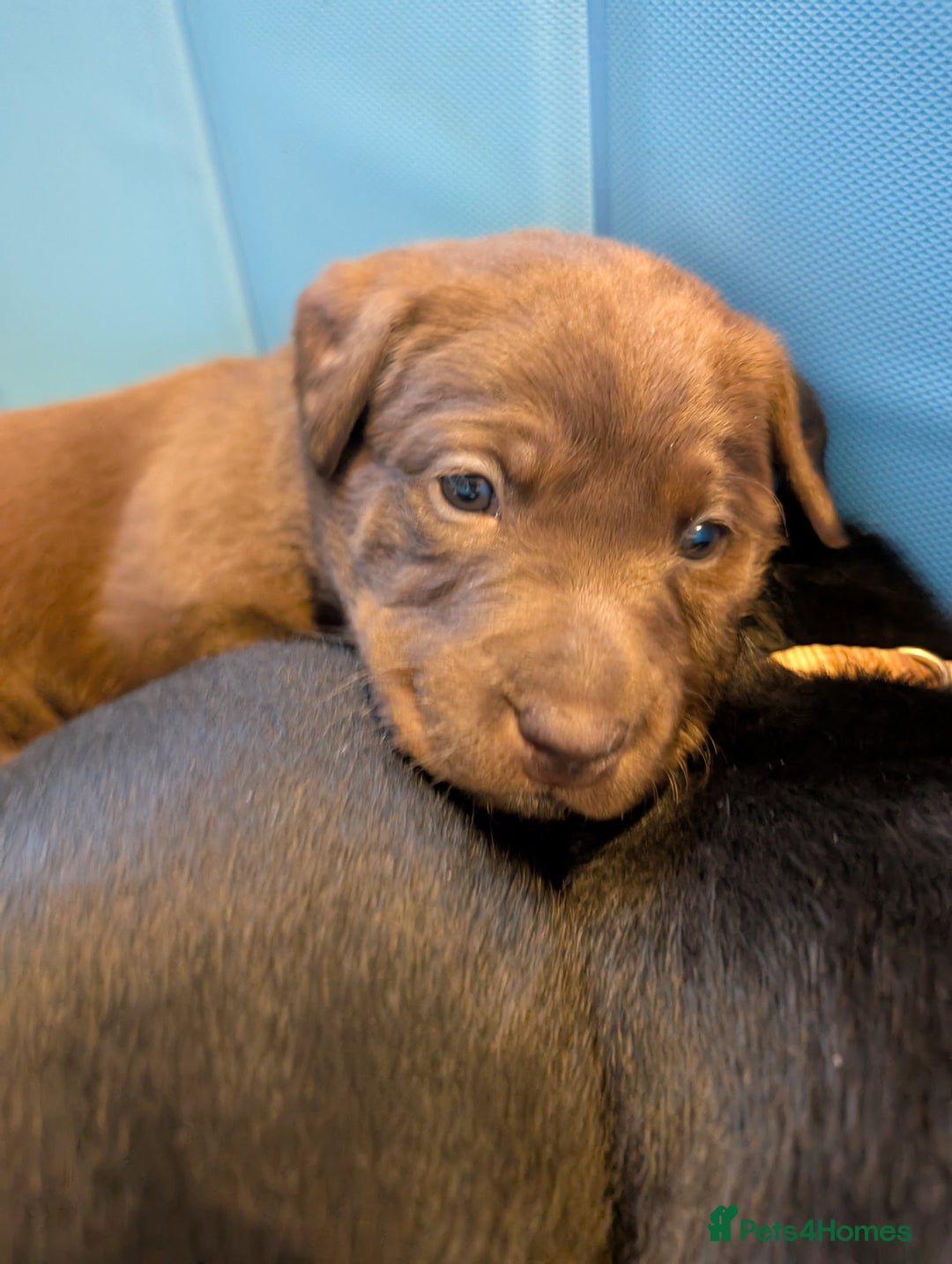 Chocolate Lab Puppies Champdogs Labrador Brown Golden Mixed