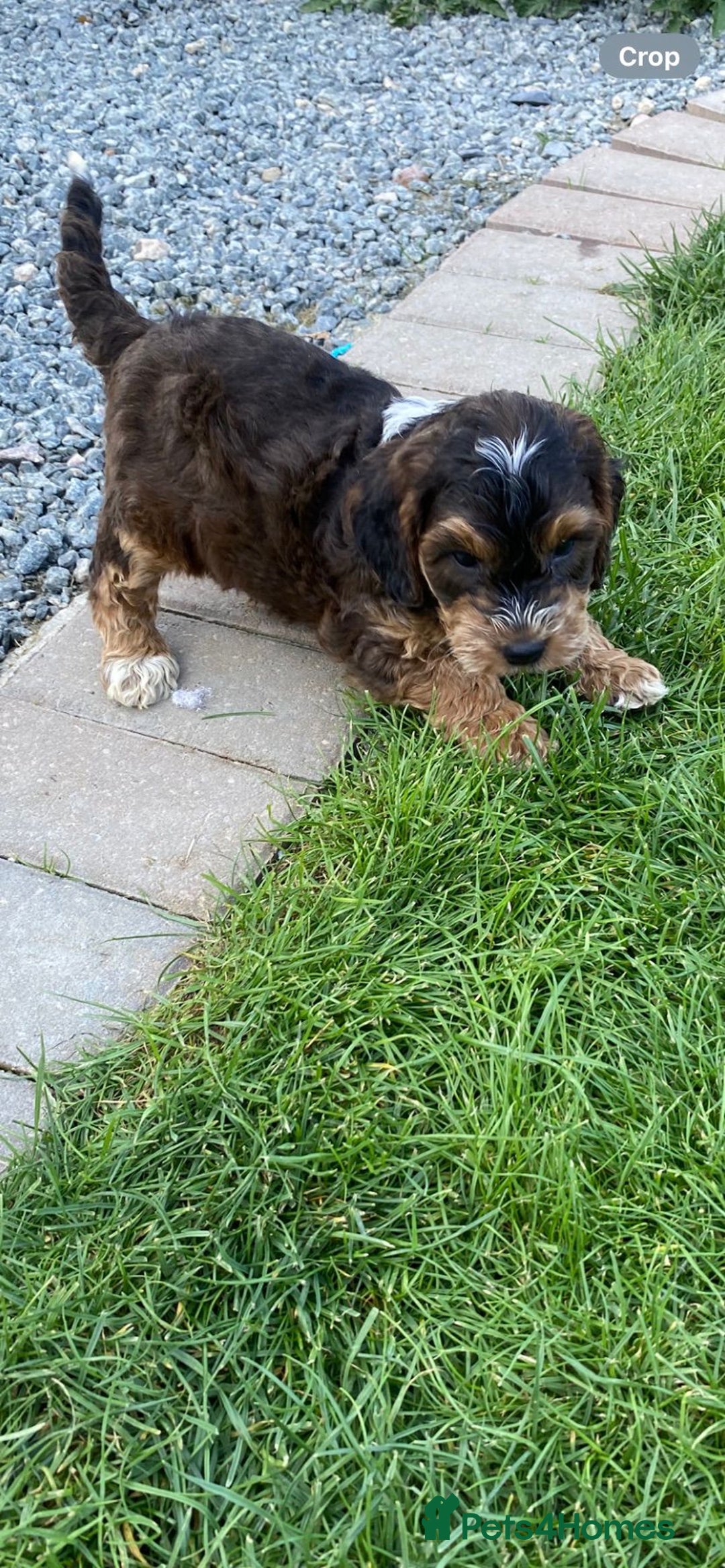 Cockapoo dogs for sale: Adorable cockerpoo puppies  - Image 3