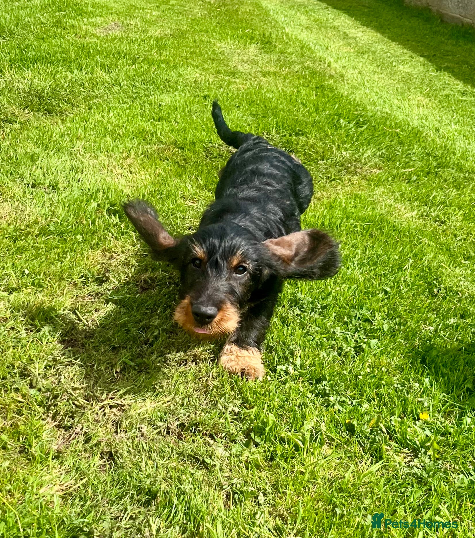 Dachshund dogs Kc registered Standard wire haired dachshund pups  - Advert 4