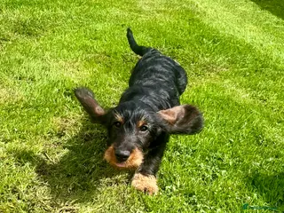 Dachshund dogs Kc registered Standard wire haired dachshund pups - Advert 4