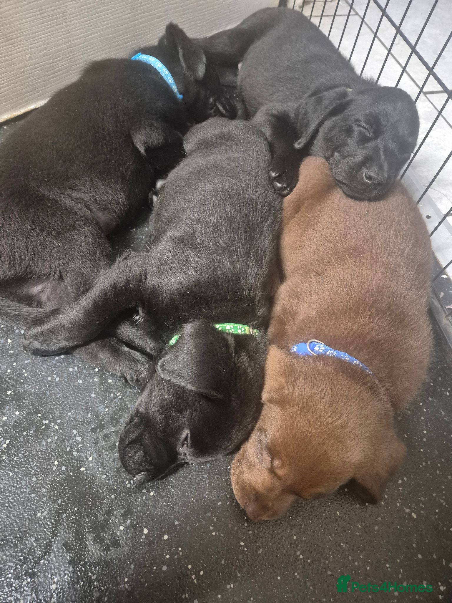 Labrador Retriever dogs Adorable chunky lab puppies  - Advert 5