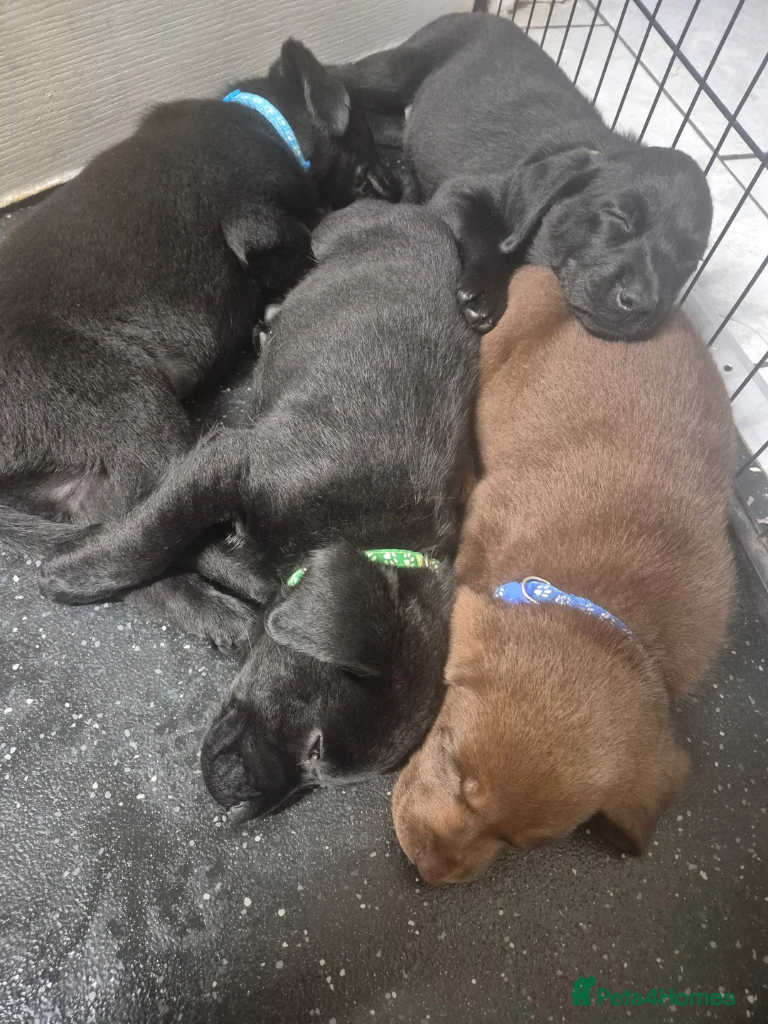 Labrador Retriever dogs for sale: Adorable chunky lab puppies  - Advert 1