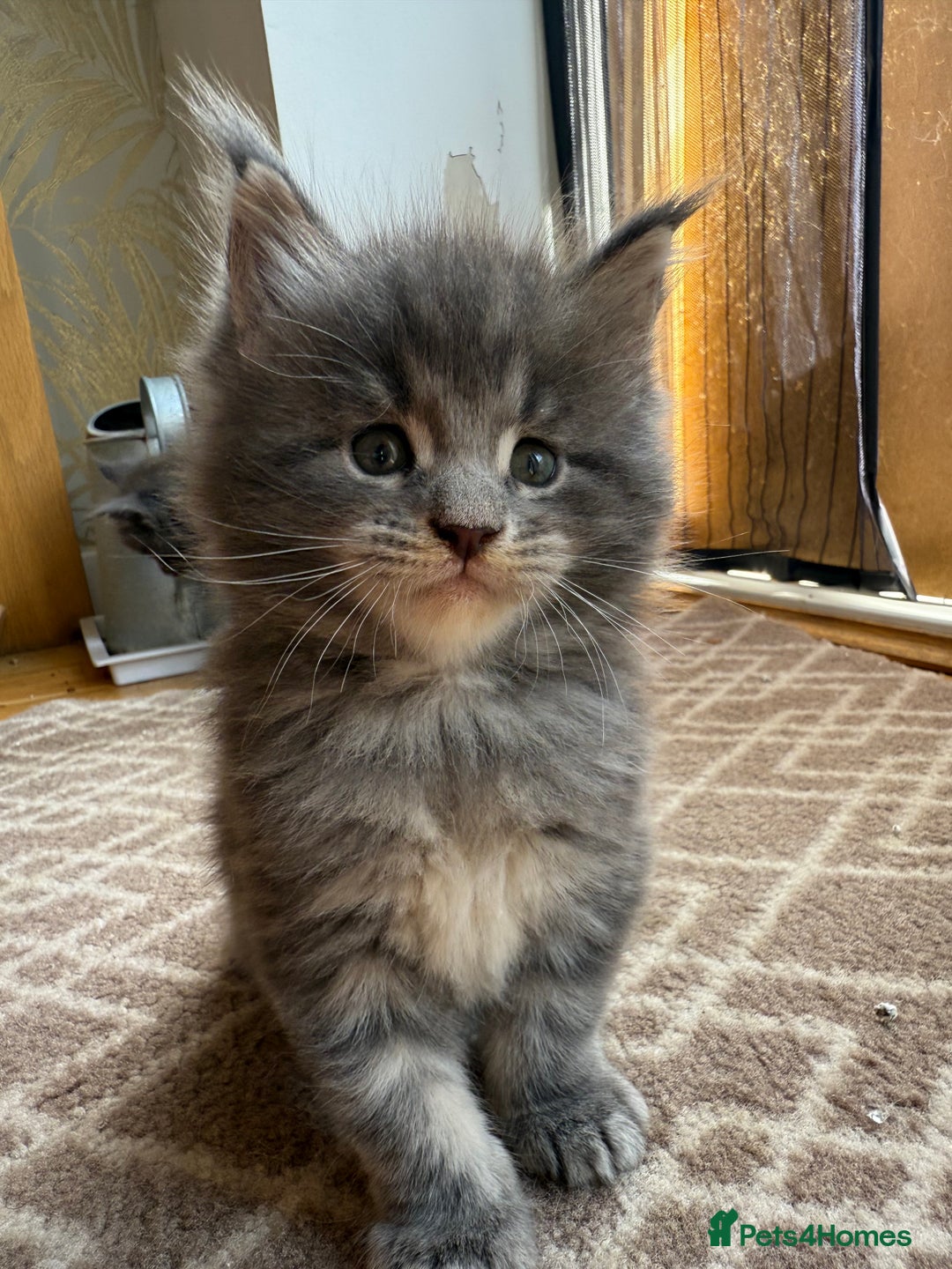 Maine Coon cats for sale: Maine Coon Kittens for sale - Image 27