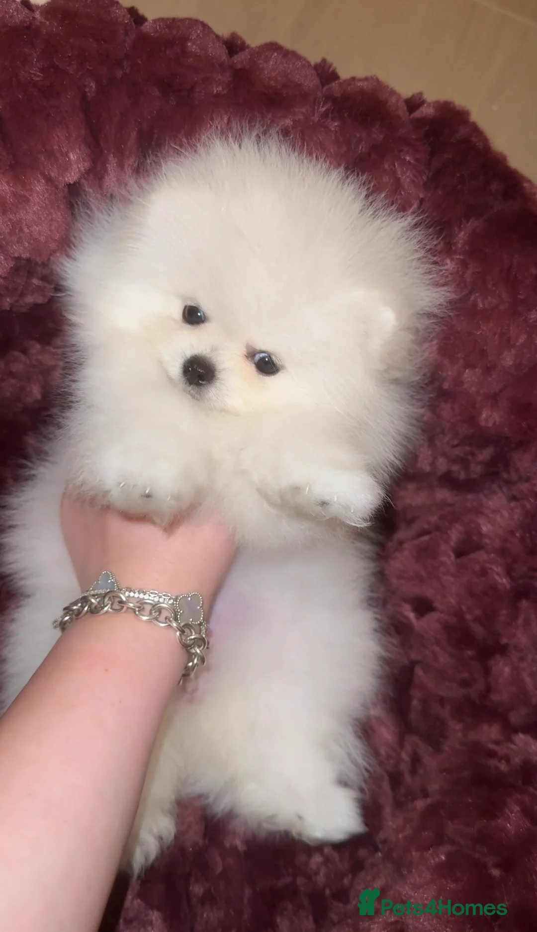 Pomeranian dogs for sale: 🏆Champion Teddies🧸 KC registered ✔️ - Advert 2