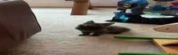Mixed Breed cats for sale: Half Main Coon Kittens  - Advert 9