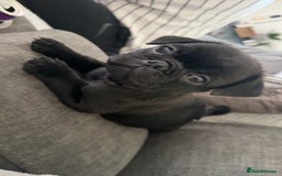 Pug dogs for sale: **Ready to go! 9 week old pug puppies** - Image 10