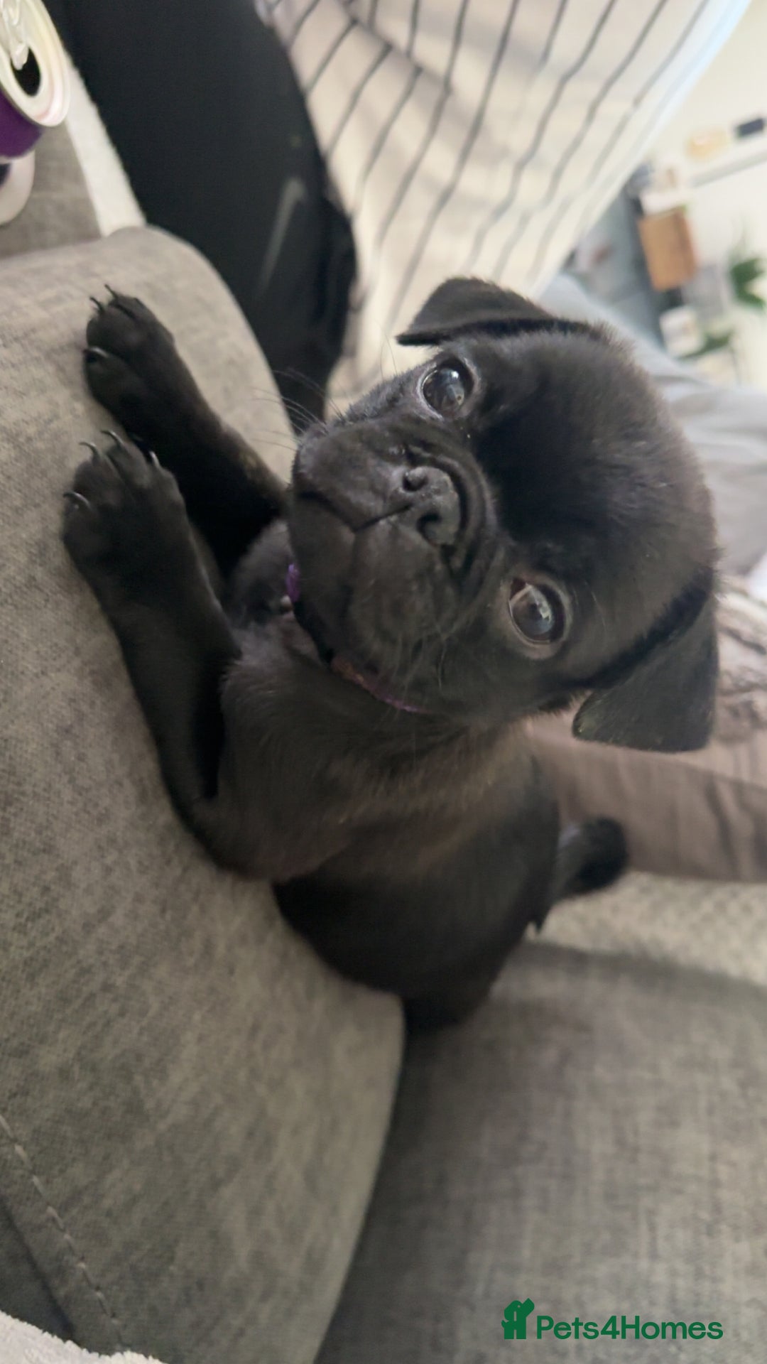 Pug dogs for sale: **Ready to go! 9 week old pug puppies** - Image 10
