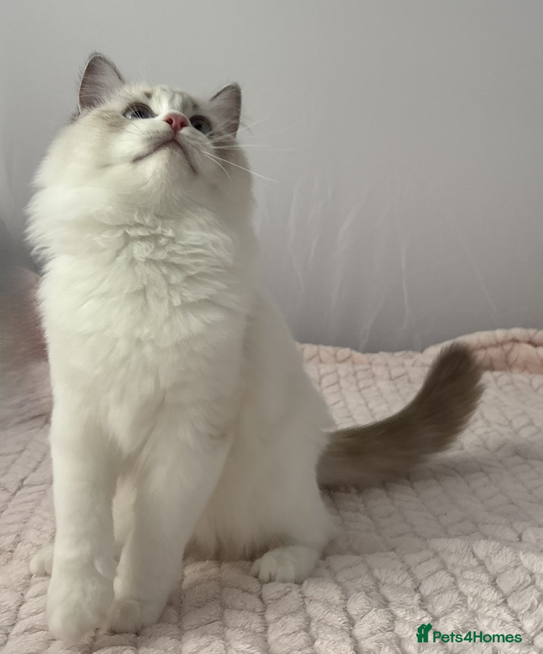 Ragdoll cats for sale: Playful Pedigree Ragdoll Kittens Available - Image 5