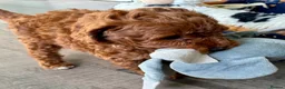 Miniature Poodle dogs for sale: Miniature Poodle puppies. Health tested parents!  - Advert 21