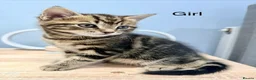 Mixed Breed cats for sale: Kittens - Advert 6