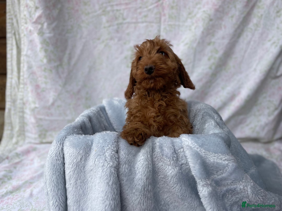 Cockapoo dogs for sale: F1 fox red cockapoos mixed littler new ad   - Image 14